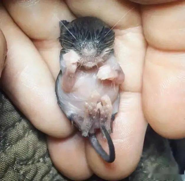 老鼠幼崽图片 第2张