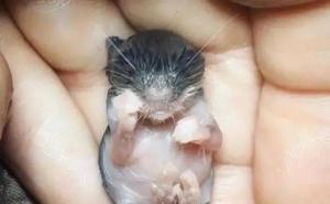 老鼠幼崽图片 第2张