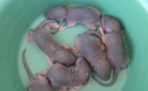 老鼠幼崽图片 第1张