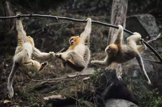 猴群爬树图片 第5张