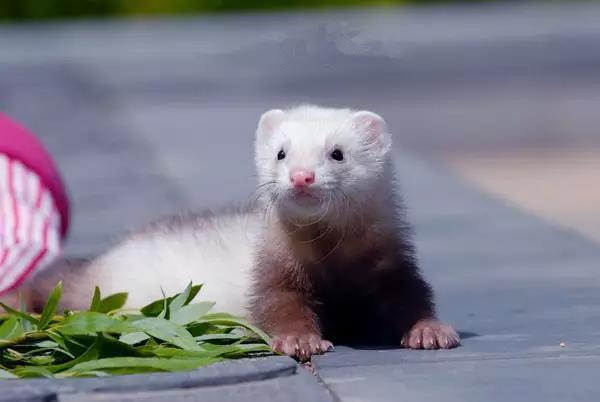 宠物貂图片 第1张