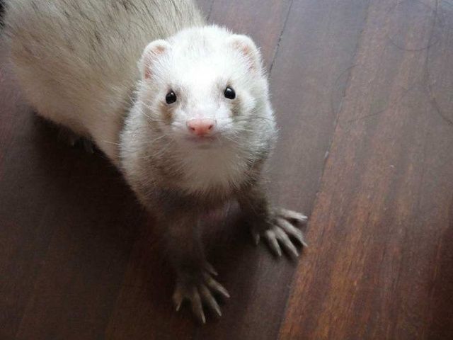 宠物貂图片 第4张
