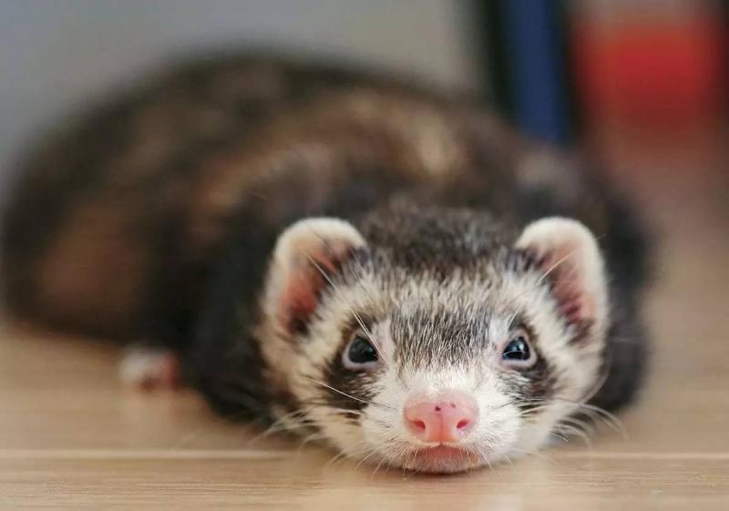 宠物貂图片 第3张