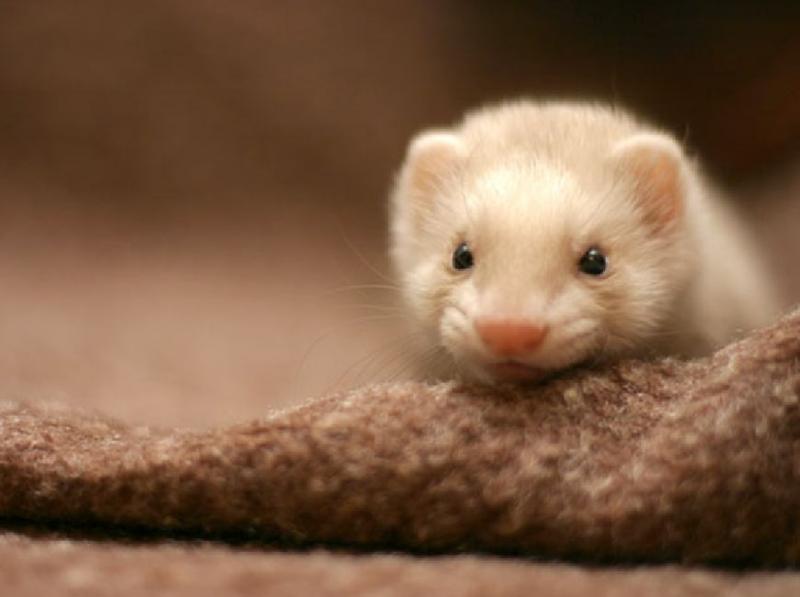 宠物貂图片 第5张