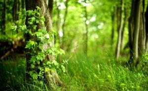 绿色森林美丽风景图片