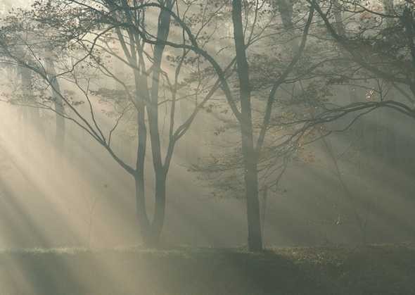 绿色森林美丽风景图片 第3张