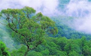 森林景观图片 第4张