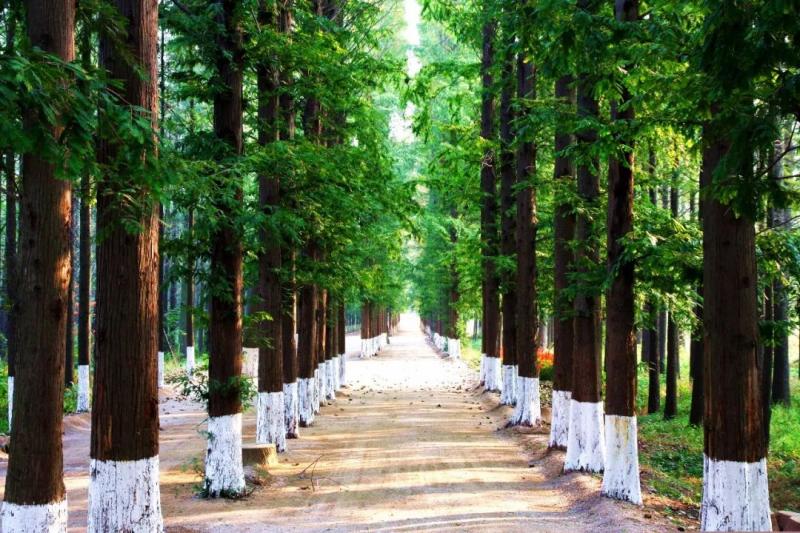 日照森林公园图片 第5张