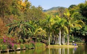 西双版纳森林公园图片