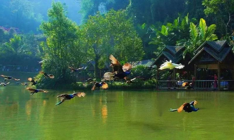 西双版纳森林公园图片 第13张