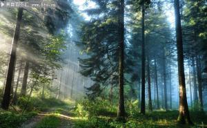 大自然森林风景图片