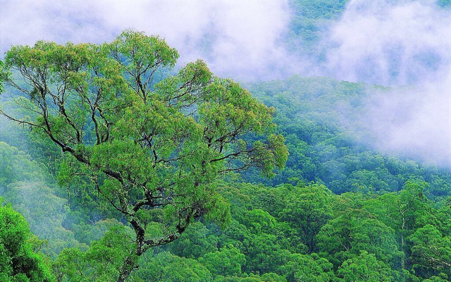 大自然森林风景图片 第3张