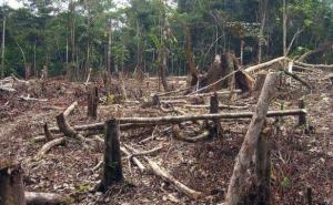 森林被砍伐图片