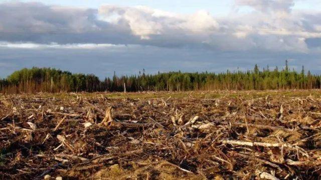 森林被砍伐图片 第5张