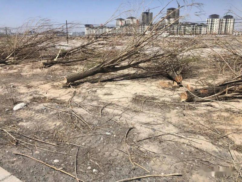 森林被砍伐图片 第6张