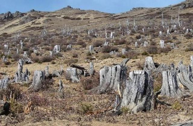 森林被砍伐图片 第7张