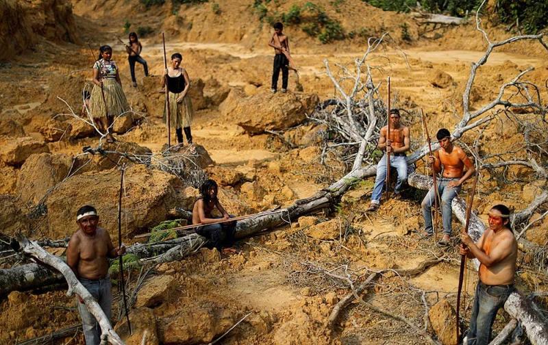 森林被砍伐图片 第8张