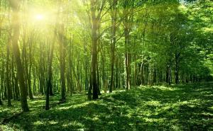 森林图片大全图片