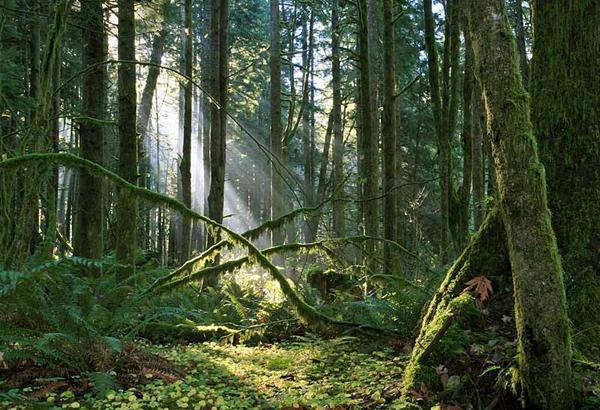 东北大兴安岭原始森林图片 第2张