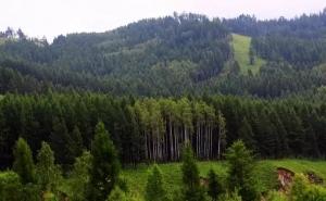 东北大兴安岭原始森林图片