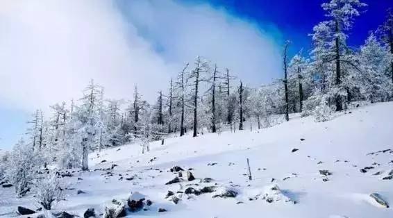 东北大兴安岭原始森林图片 第6张