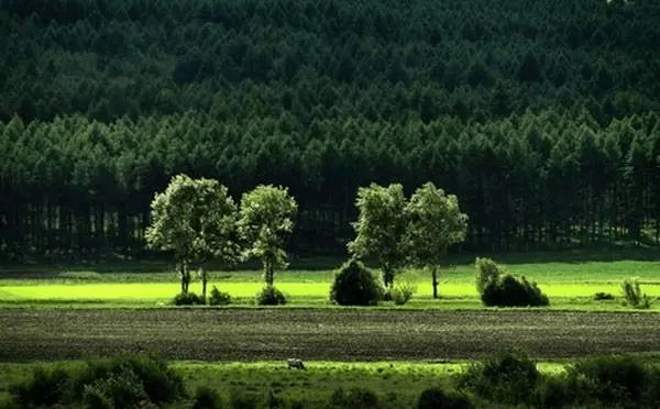 东北大兴安岭原始森林图片 第5张