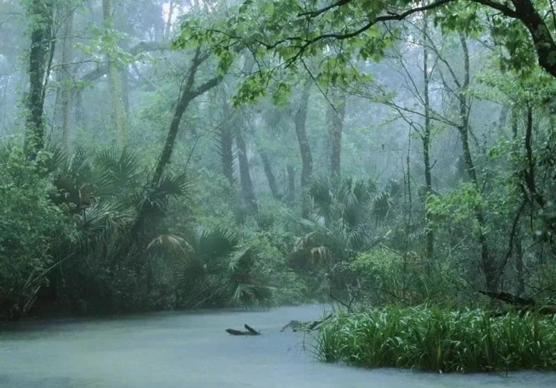 热带原始森林图片 第1张