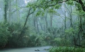 热带原始森林图片