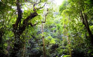 热带原始森林图片 第2张