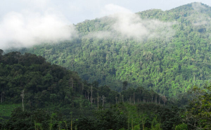 热带原始森林图片 第4张