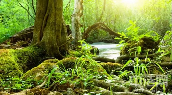 热带原始森林图片 第3张