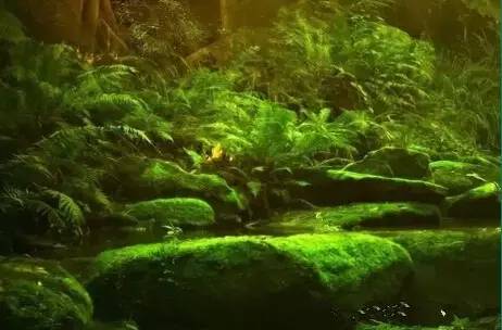 森林梦幻唯美图片 第3张