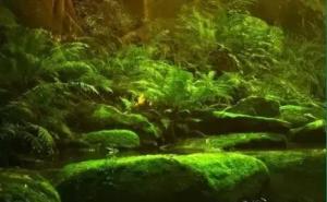 森林梦幻唯美图片 第3张
