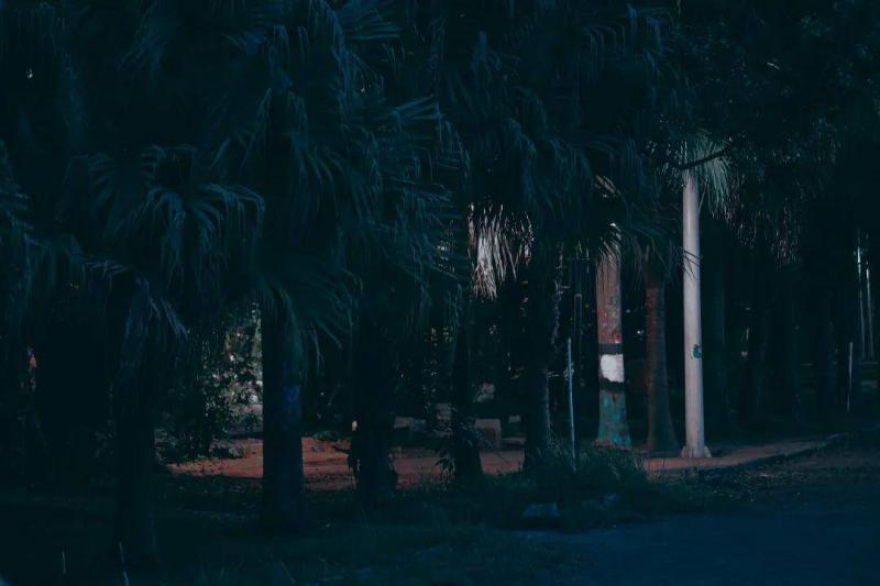 晚上森林图片 第3张