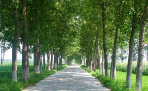 乡村道路图片 第3张