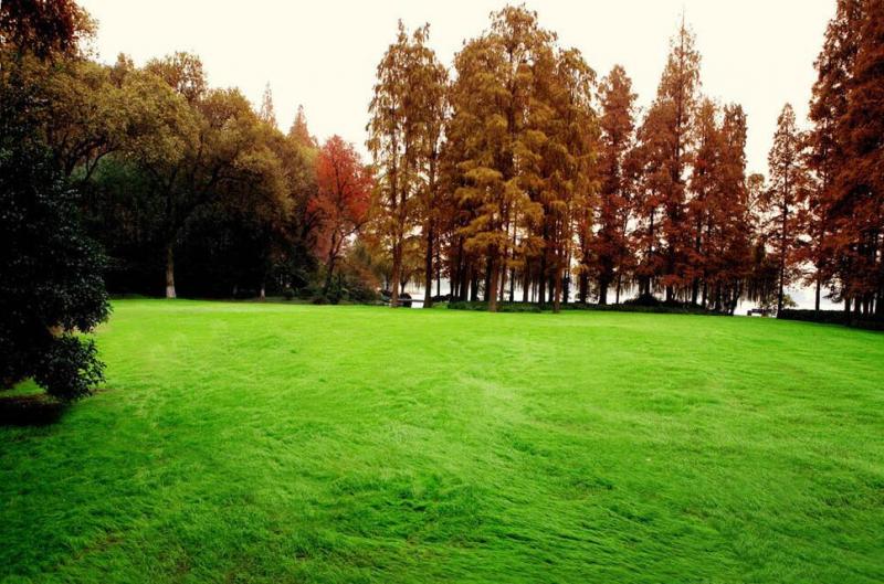 公园草坪图片 第6张