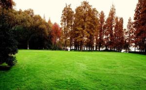 公园草坪图片 第6张