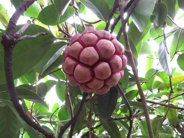 老虎果图片 第1张