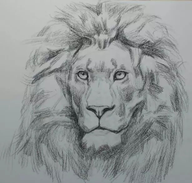 狮子素描图片 第1张