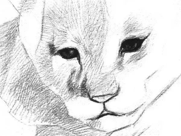 狮子素描图片 第5张
