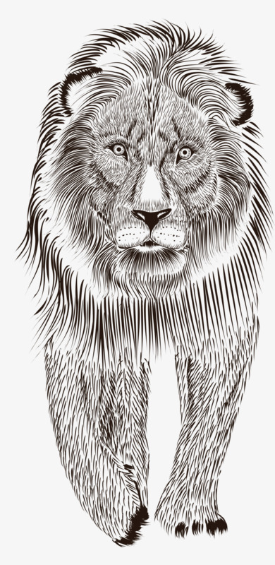 狮子素描图片 第4张
