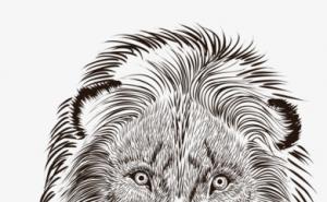 狮子素描图片 第4张