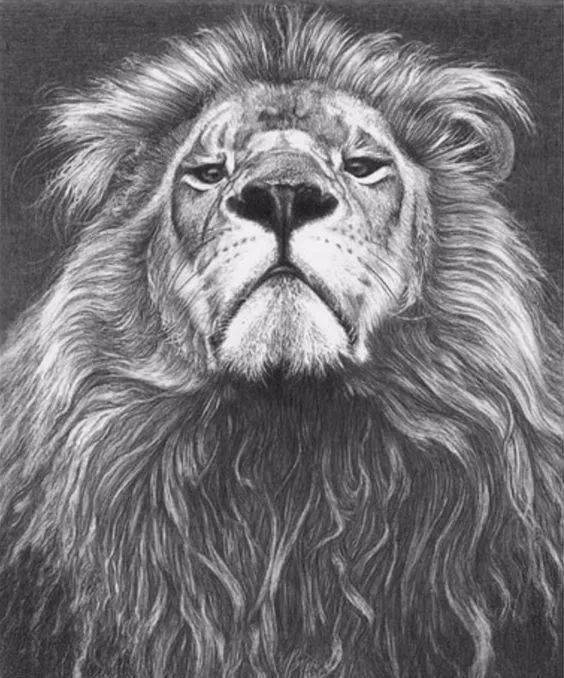 狮子素描图片 第8张