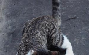 猫捉老鼠图片 第2张