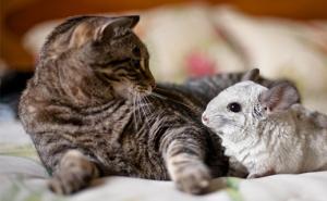 猫捉老鼠图片 第5张