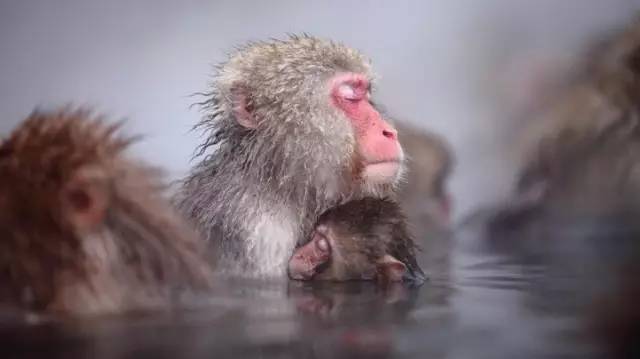 猴子图片 第3张