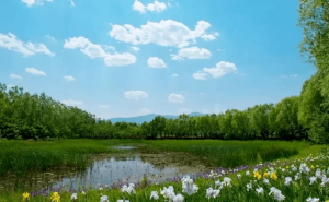 湿地公园图片 第4张