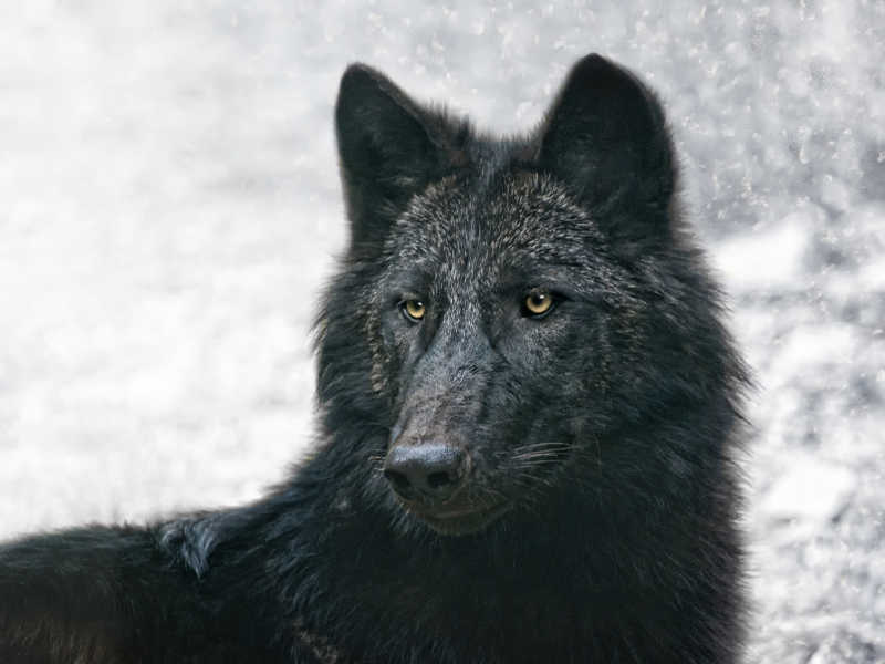 黑狼图片 第5张