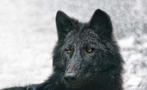 黑狼图片 第5张
