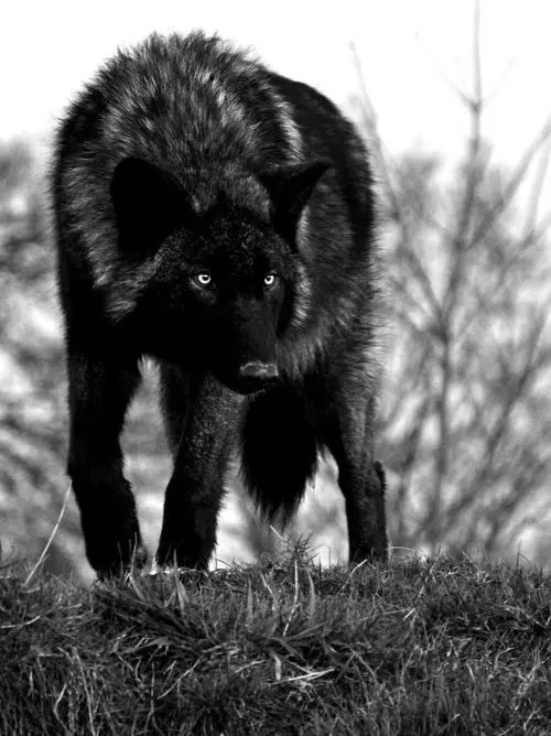 黑狼图片 第1张